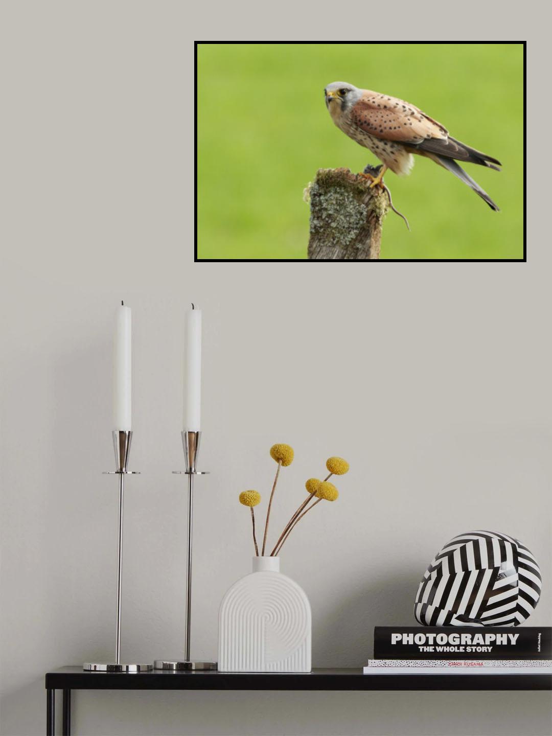 Kestrel at rest Poster och Canvastavla