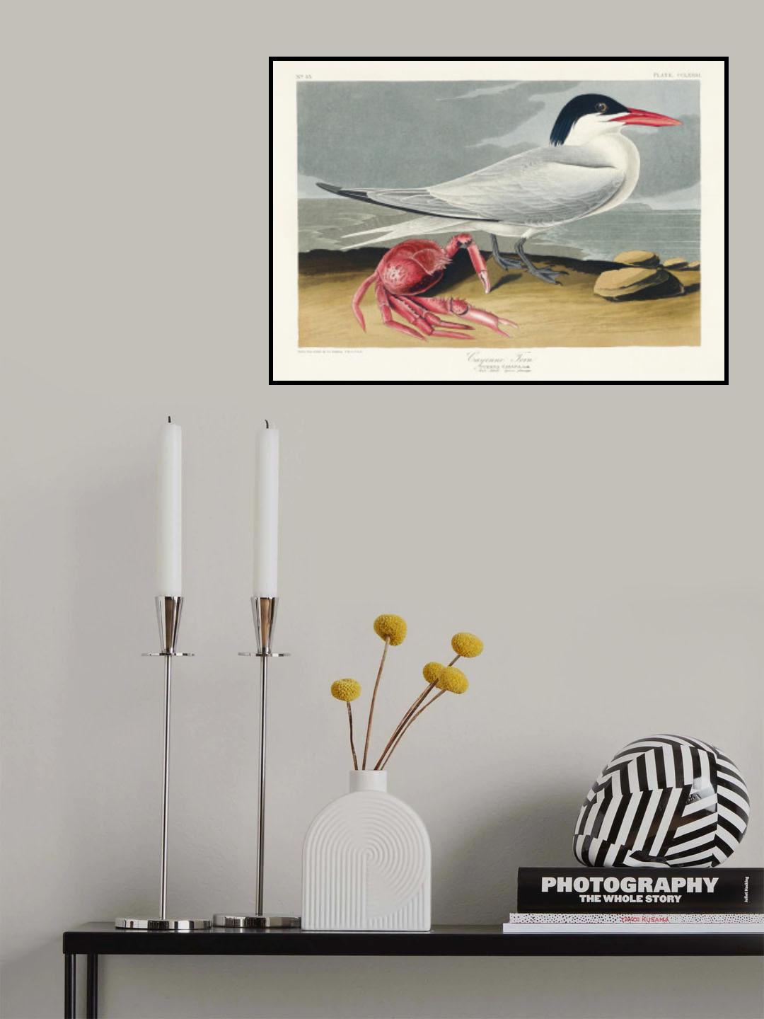 Cayenne Tern From Birds of America (1827) Poster och Canvastavla