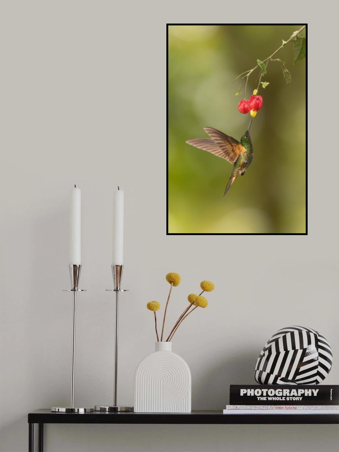 Buff-tailed Poster och Canvastavla