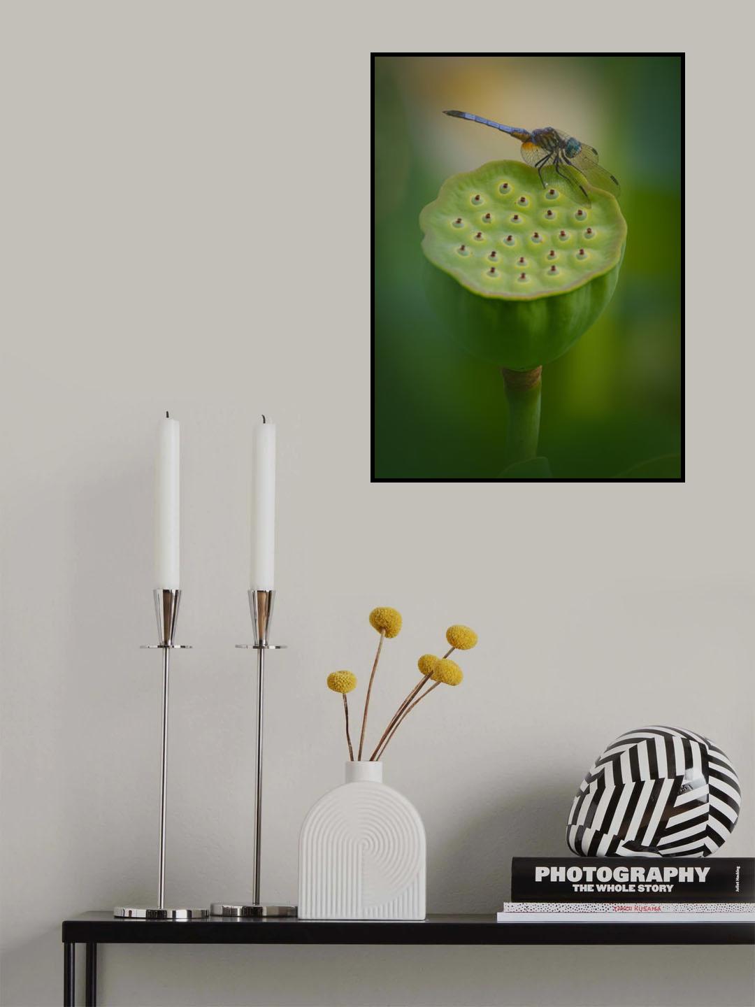Dragonfly on Lotus Poster och Canvastavla