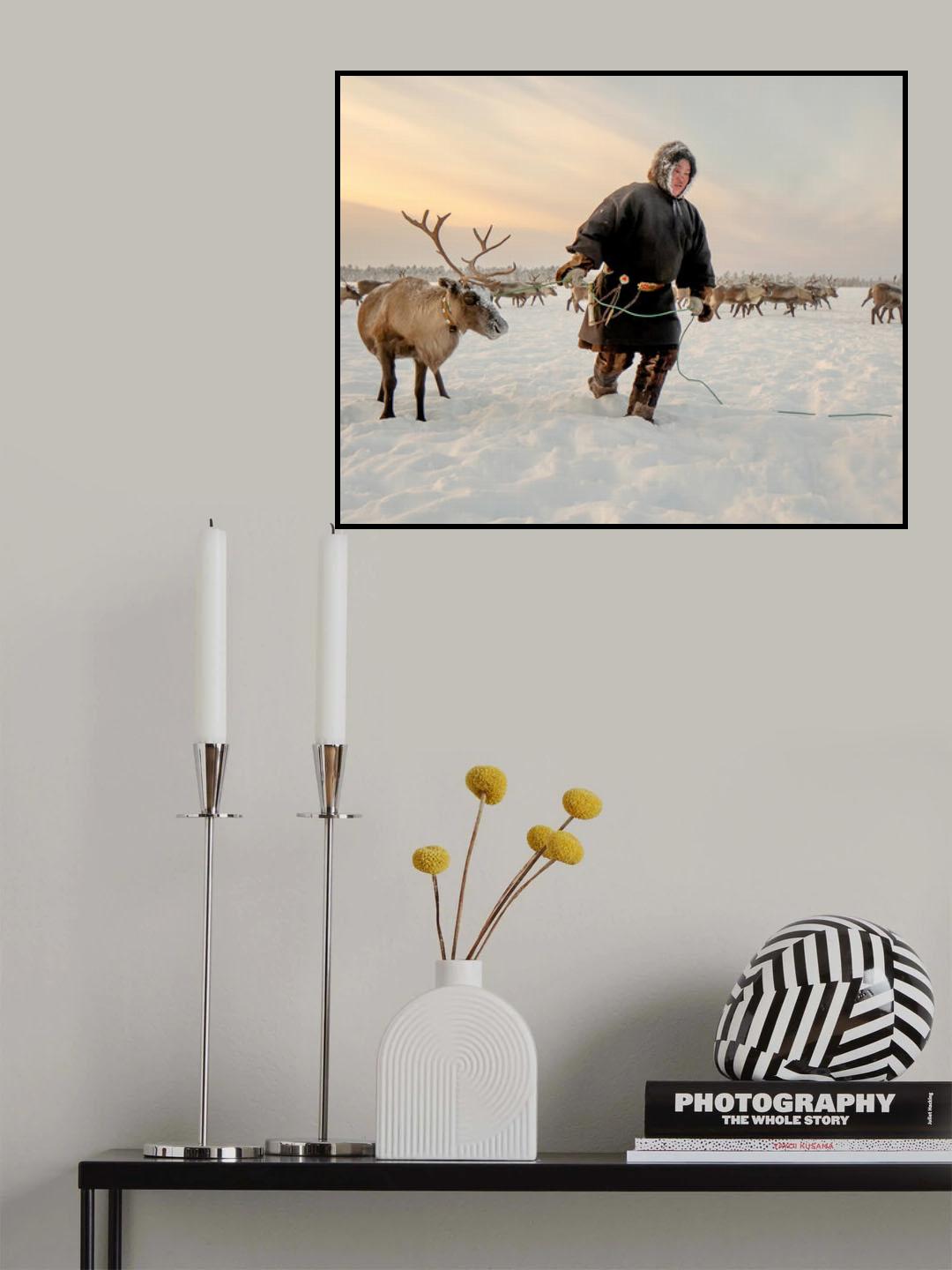 Nenet and reindeer Poster och Canvastavla