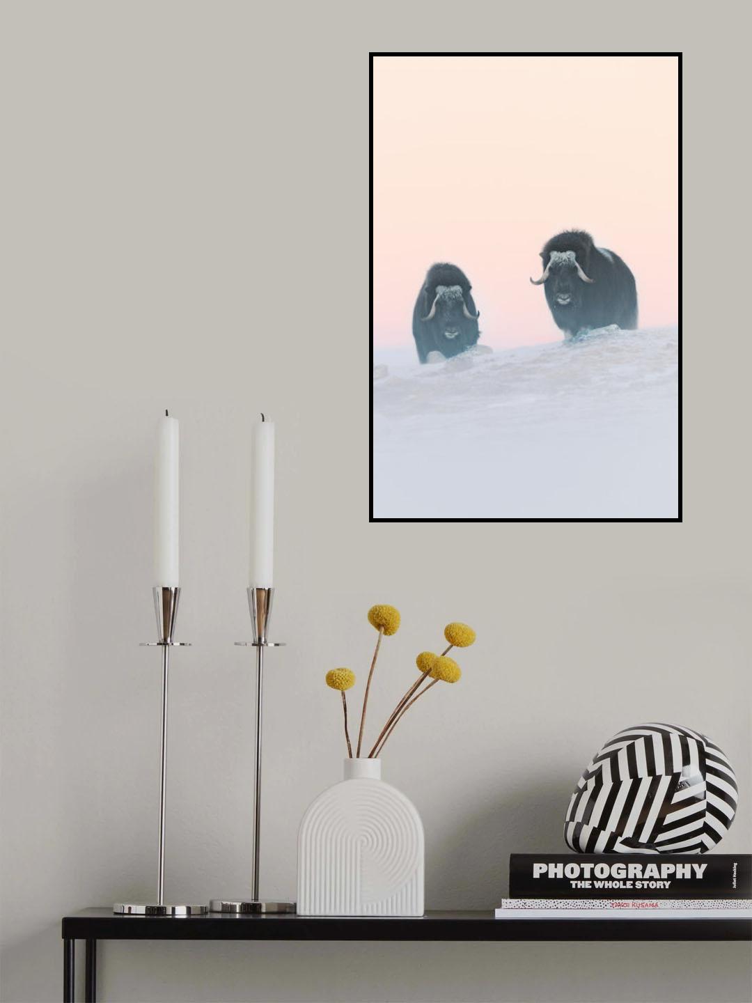 Muskox Poster och Canvastavla