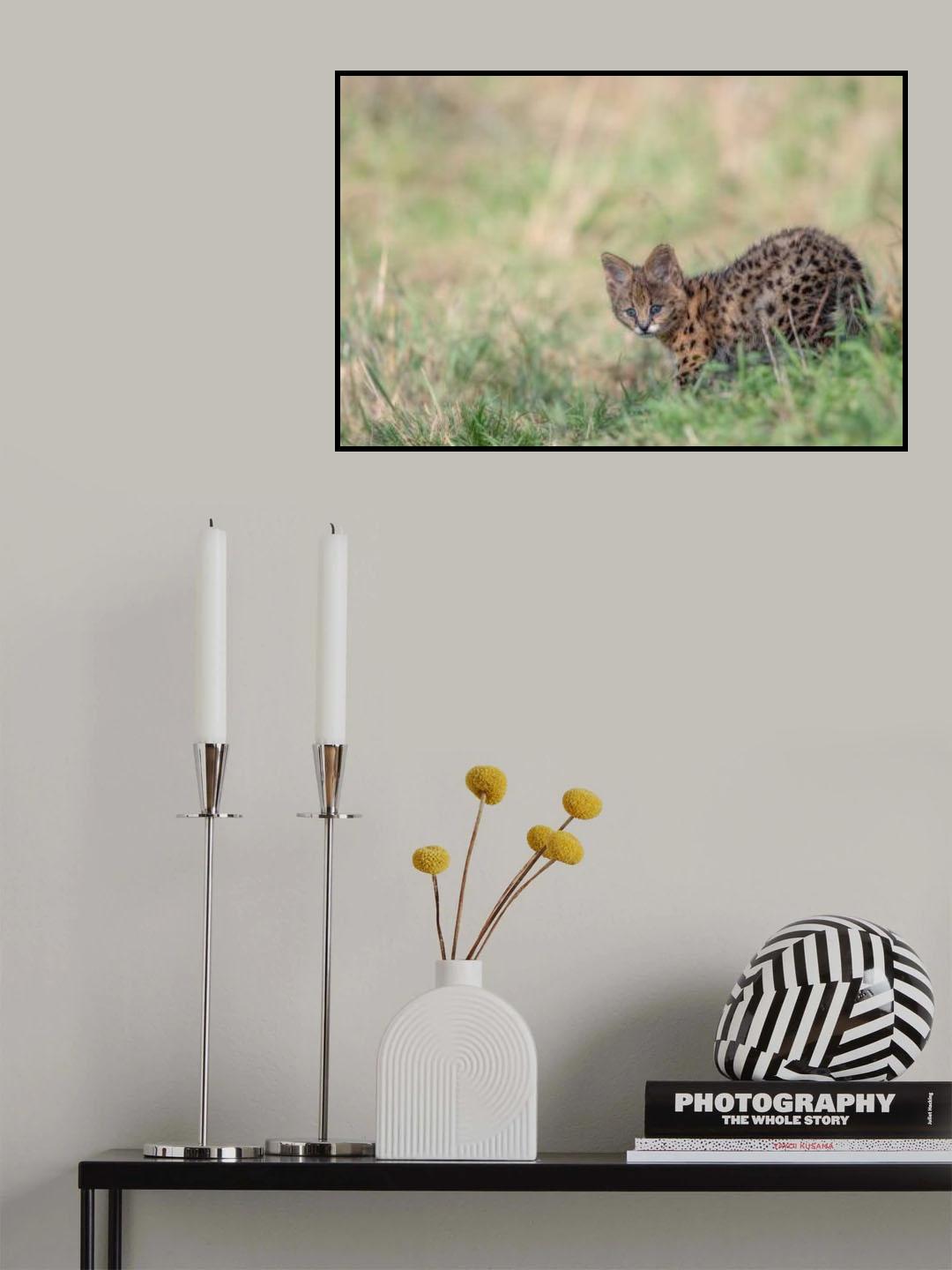 Little Serval Poster och Canvastavla