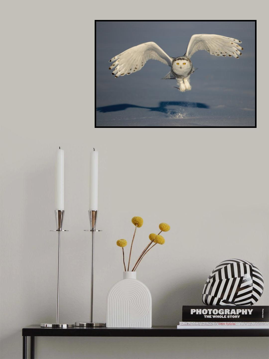 Snow Owl Poster och Canvastavla