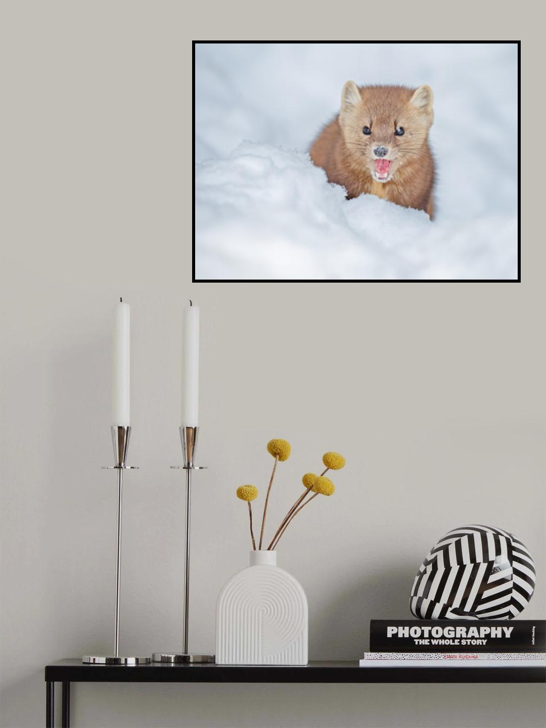 Pine Marten Poster och Canvastavla