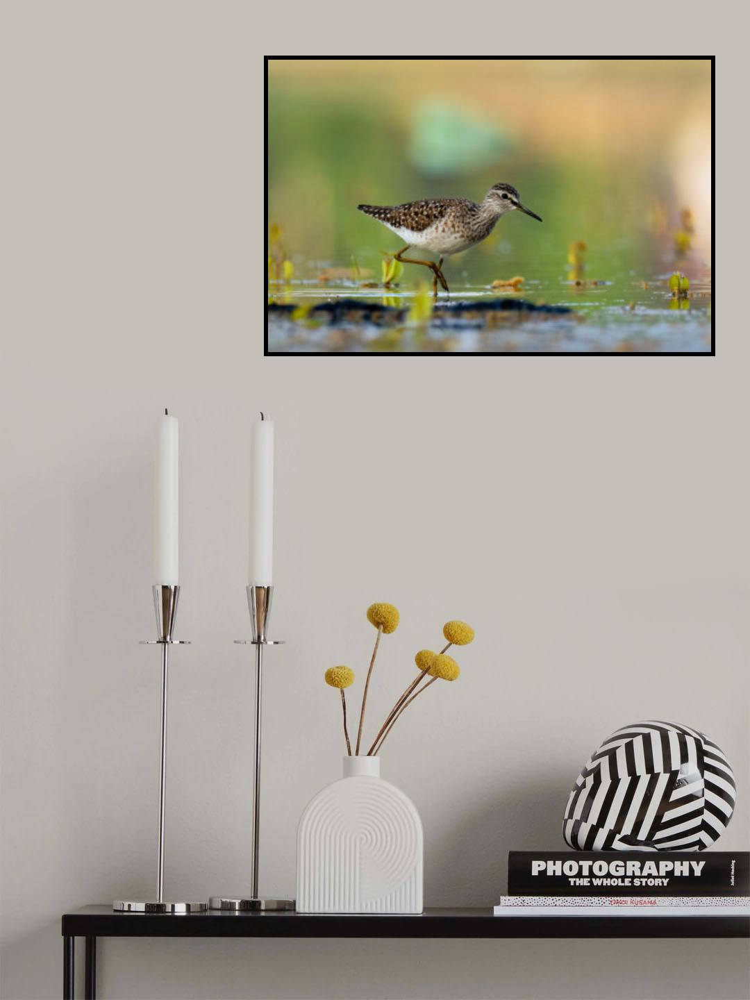 Wood sandpiper (Tringa glareola) Poster och Canvastavla