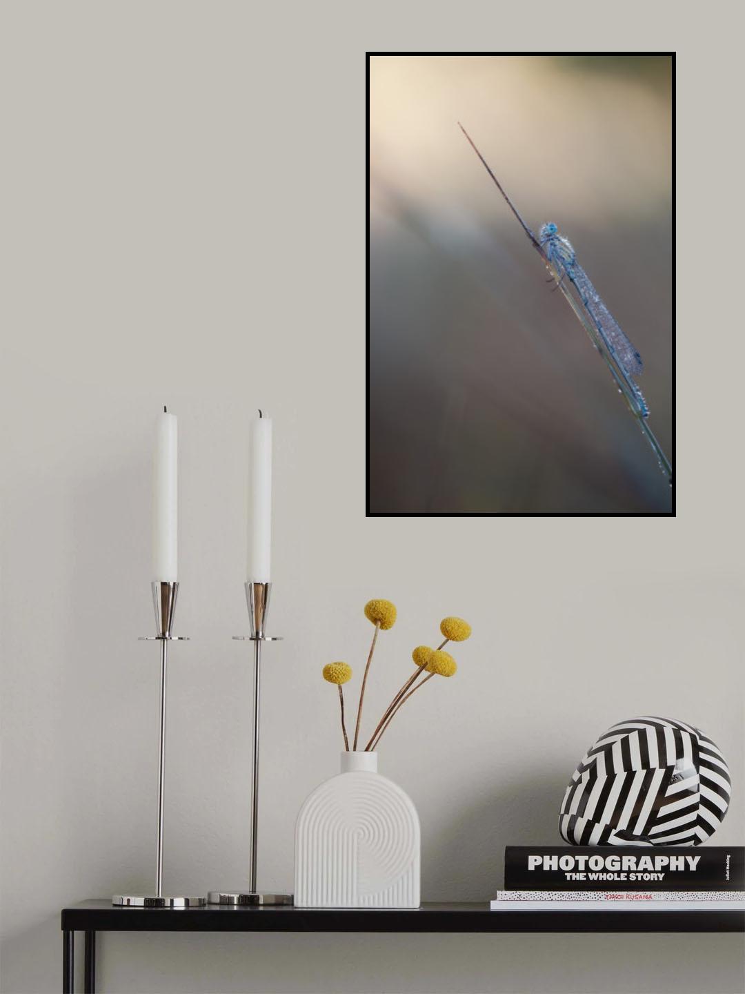 Common bluet Poster och Canvastavla