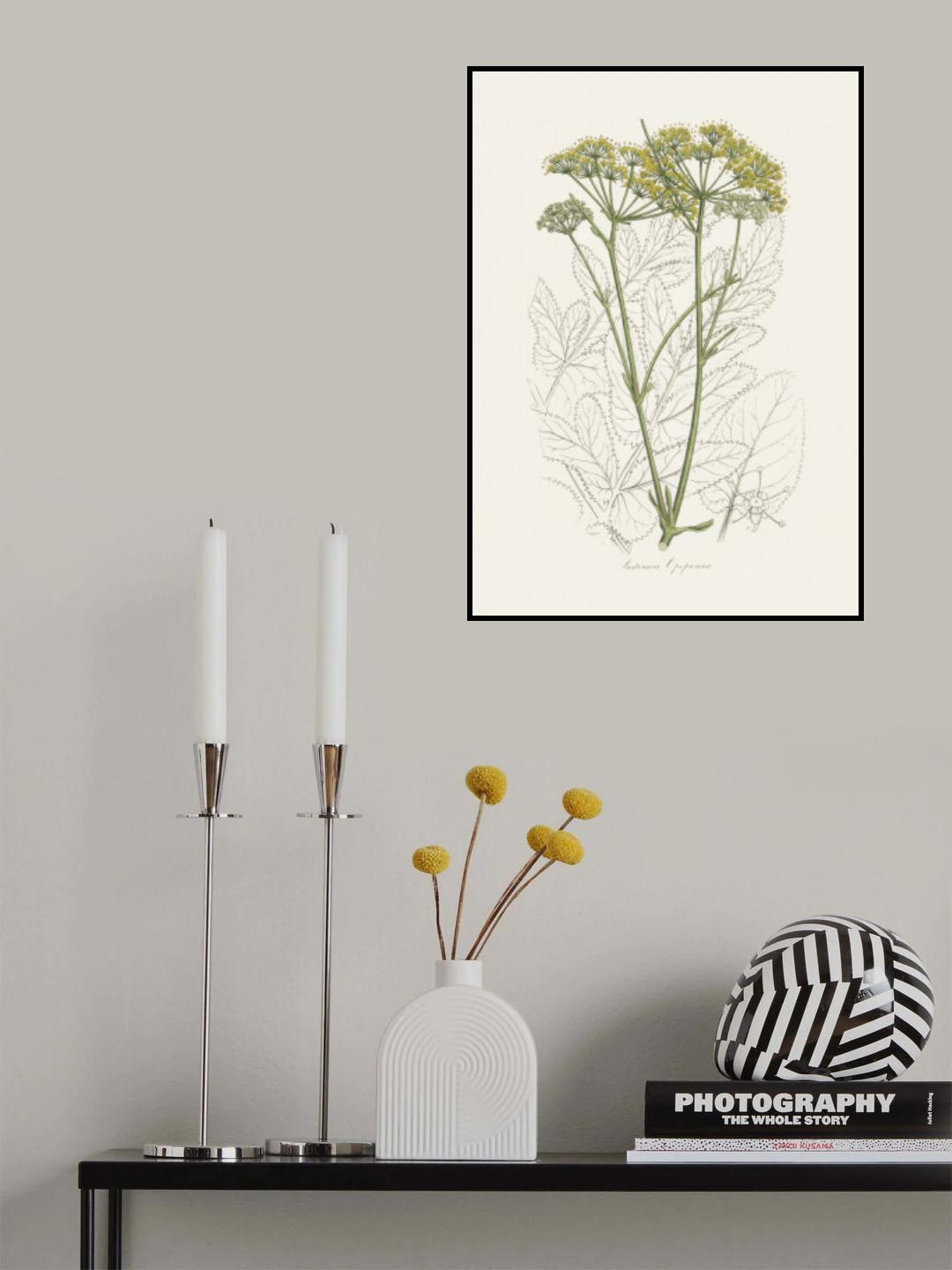 Opobalsam (pastinaca Opopanax) Medical Botany Poster och Canvastavla