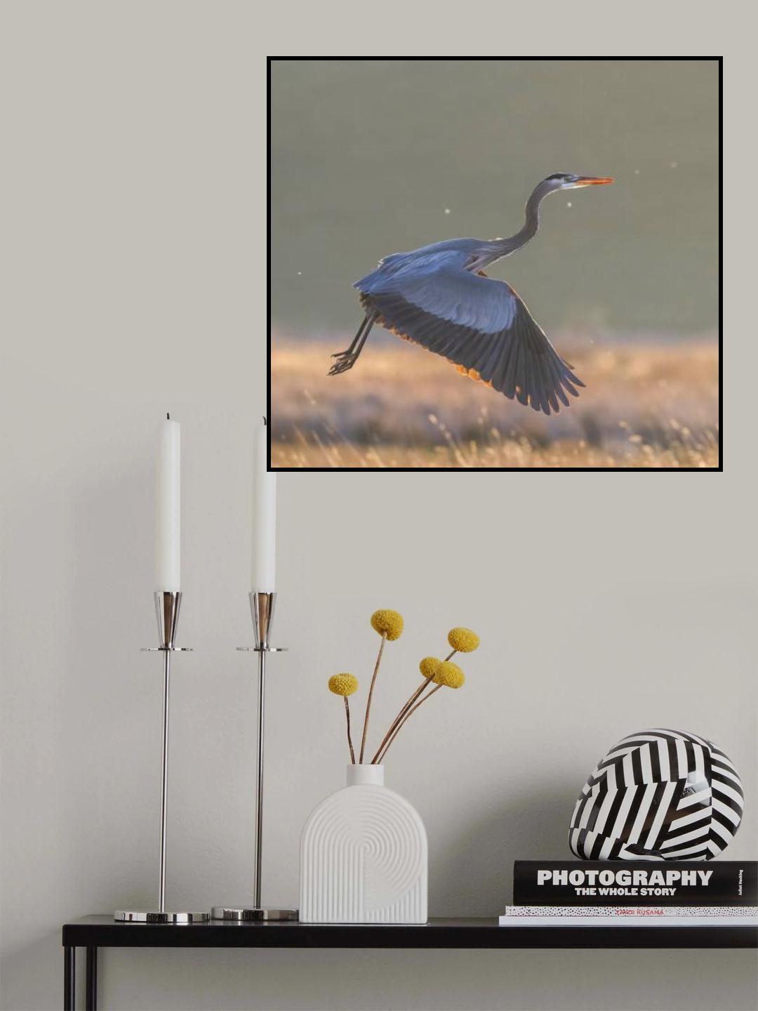 Great blue heron Poster och Canvastavla