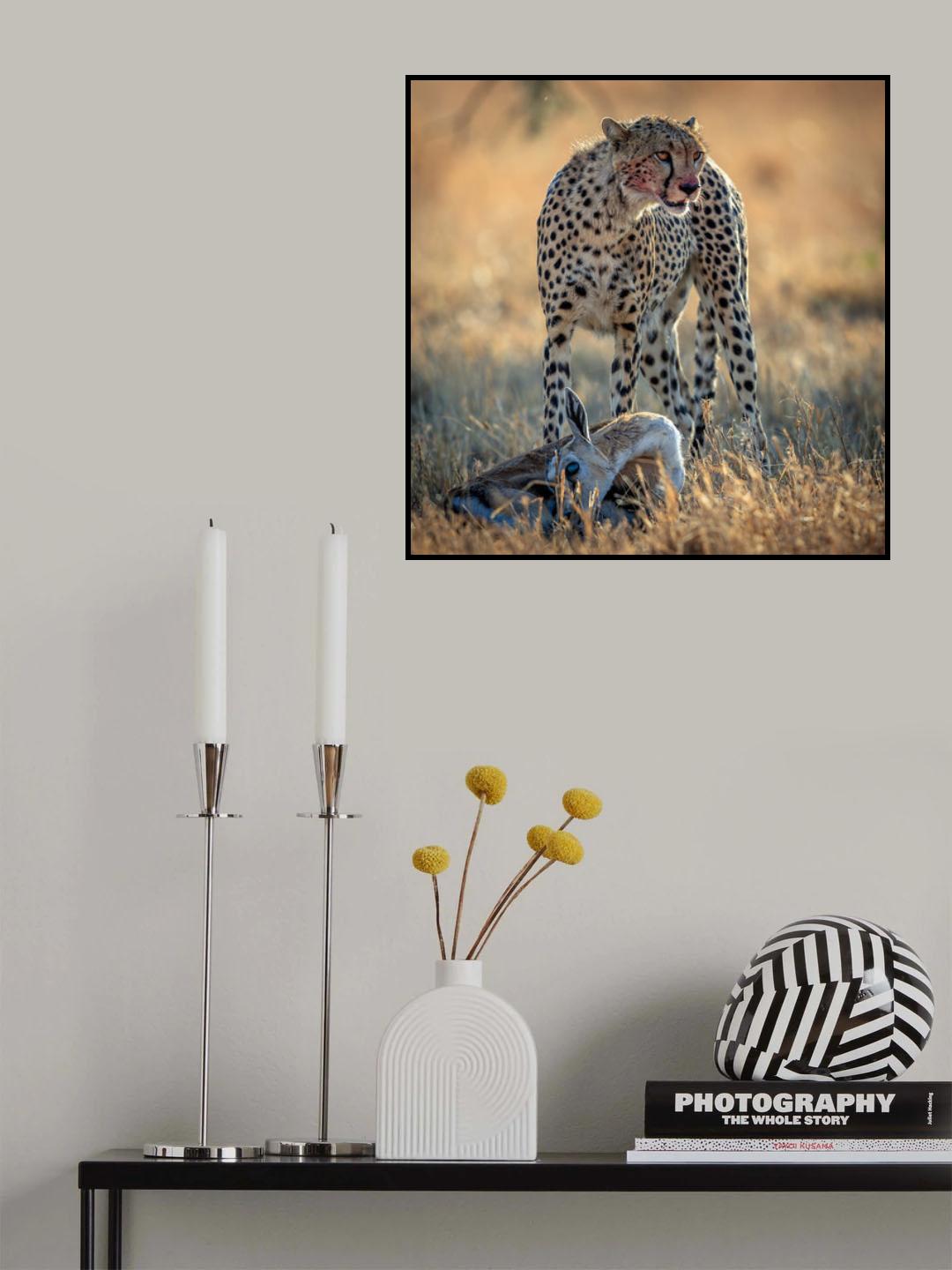 cheetah Poster och Canvastavla