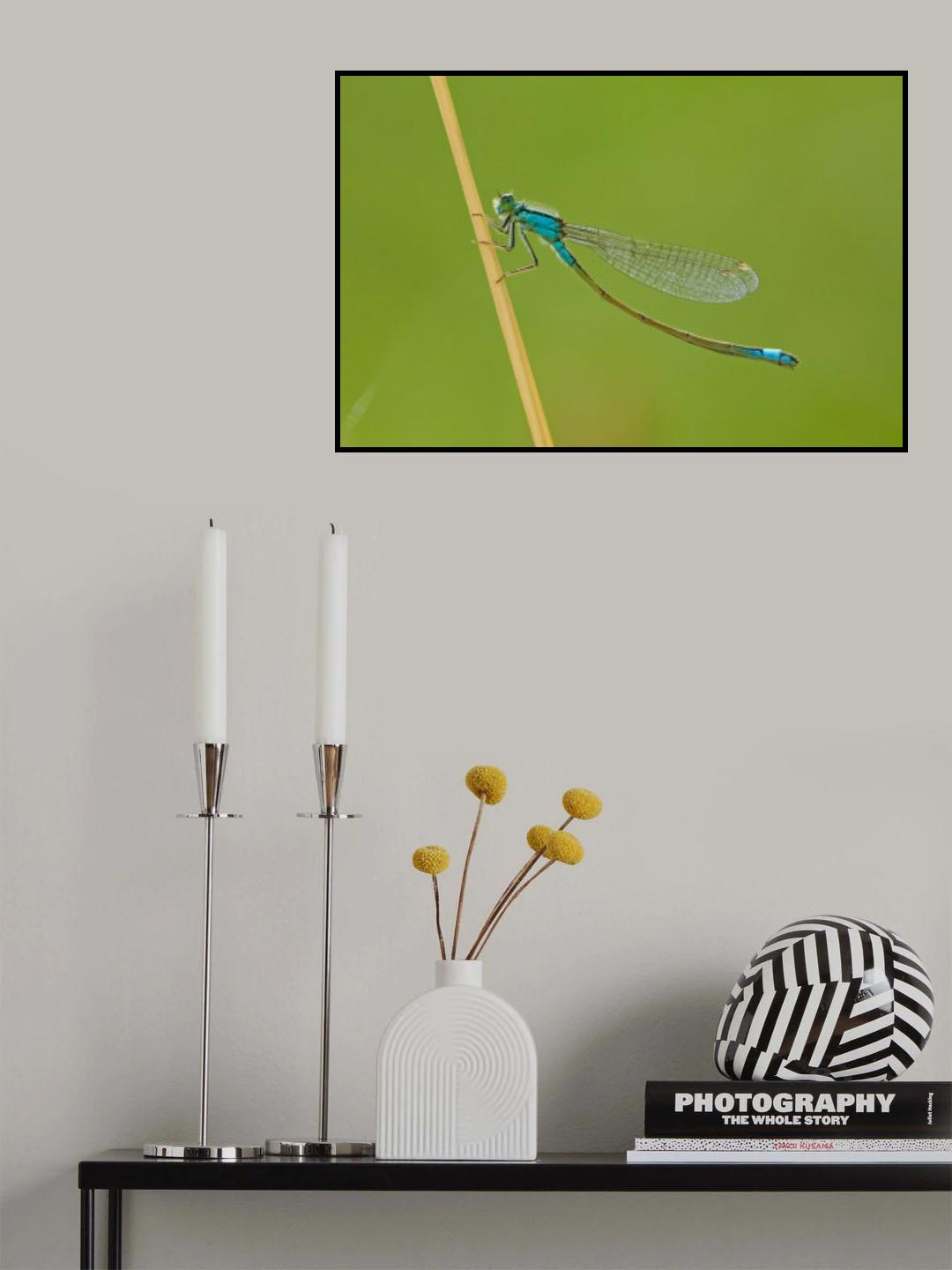 Flicking the tail. Poster och Canvastavla
