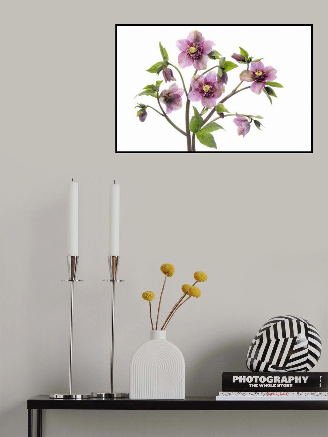 Hellebore TuTu Poster och Canvastavla