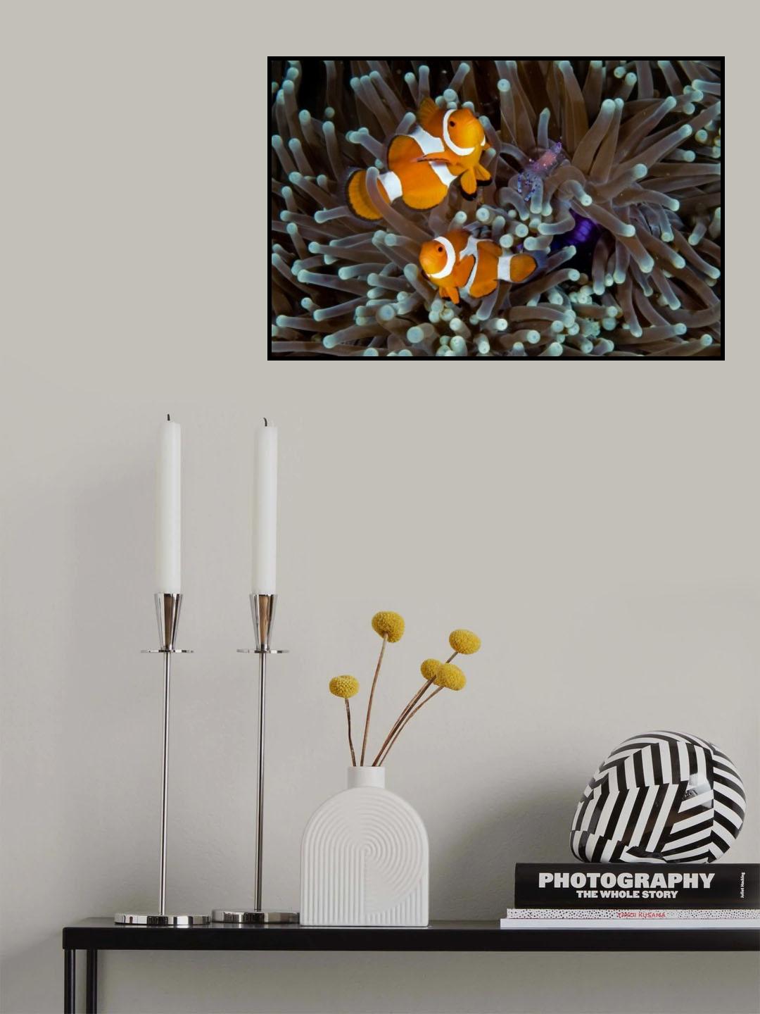 Fun at the Anemone Poster och Canvastavla