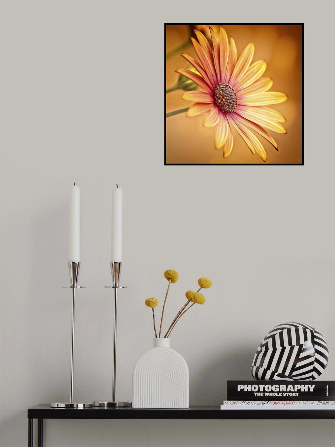 gerbera Poster och Canvastavla