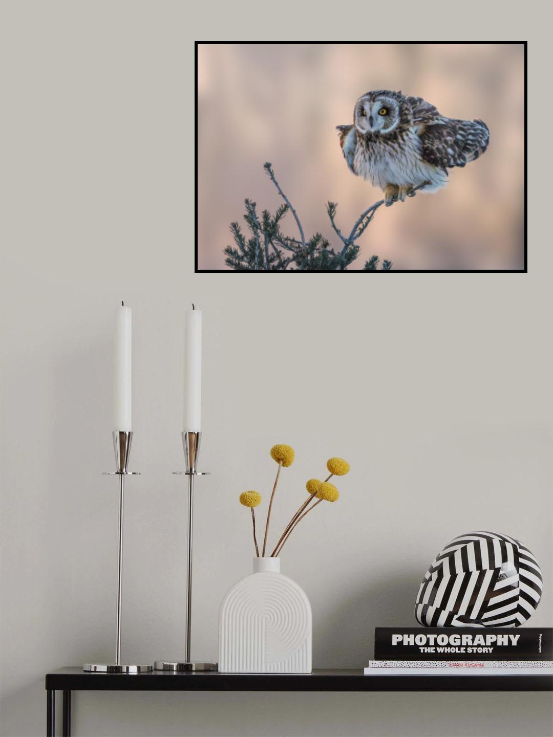 Short-eared Owl Poster och Canvastavla