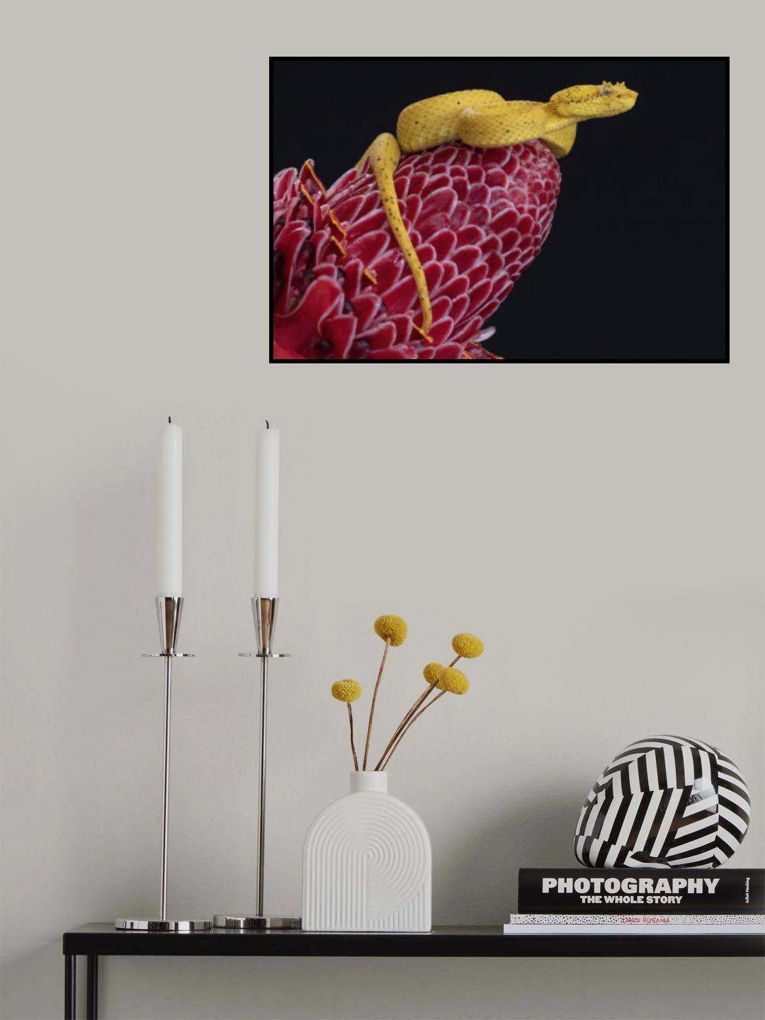 Eyelash Viper Poster och Canvastavla