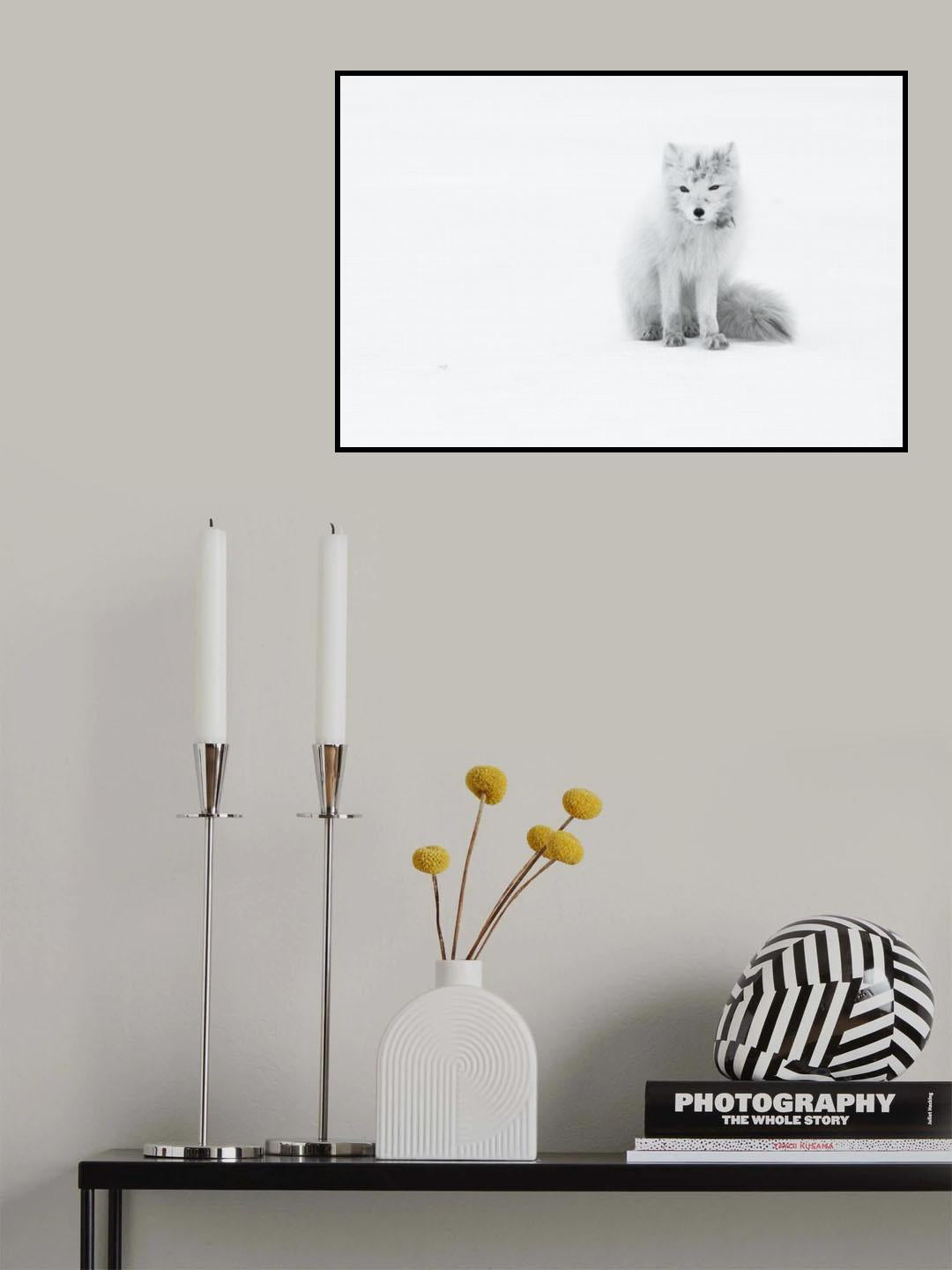 Arctic Fox Poster och Canvastavla