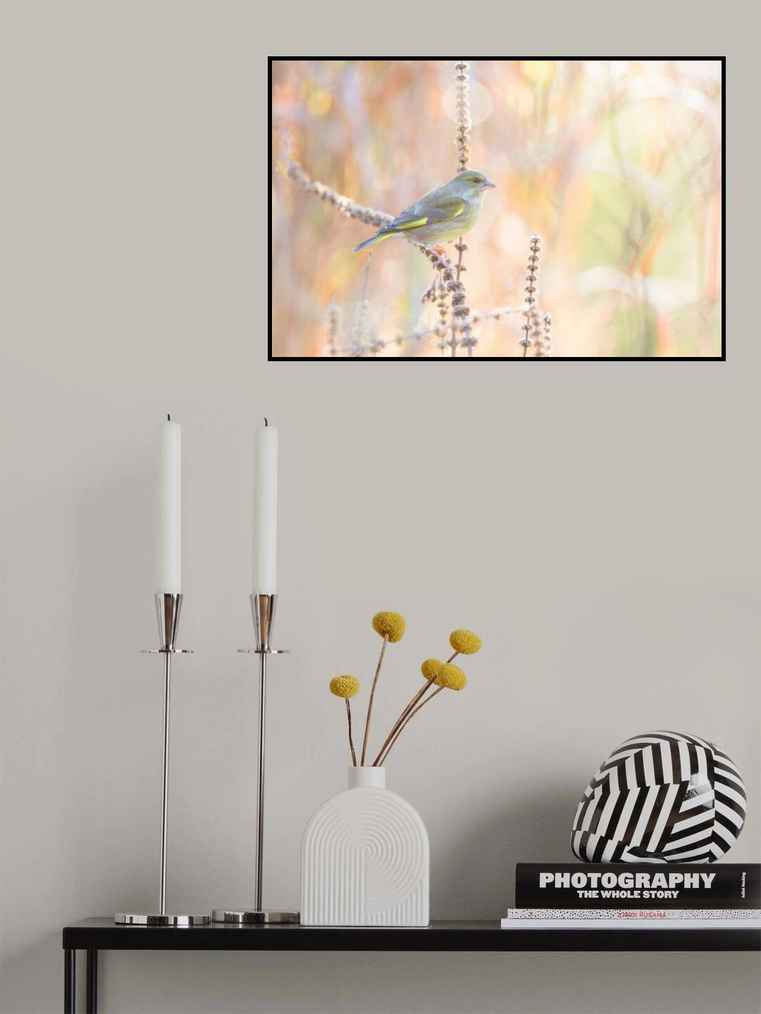 green finch Poster och Canvastavla