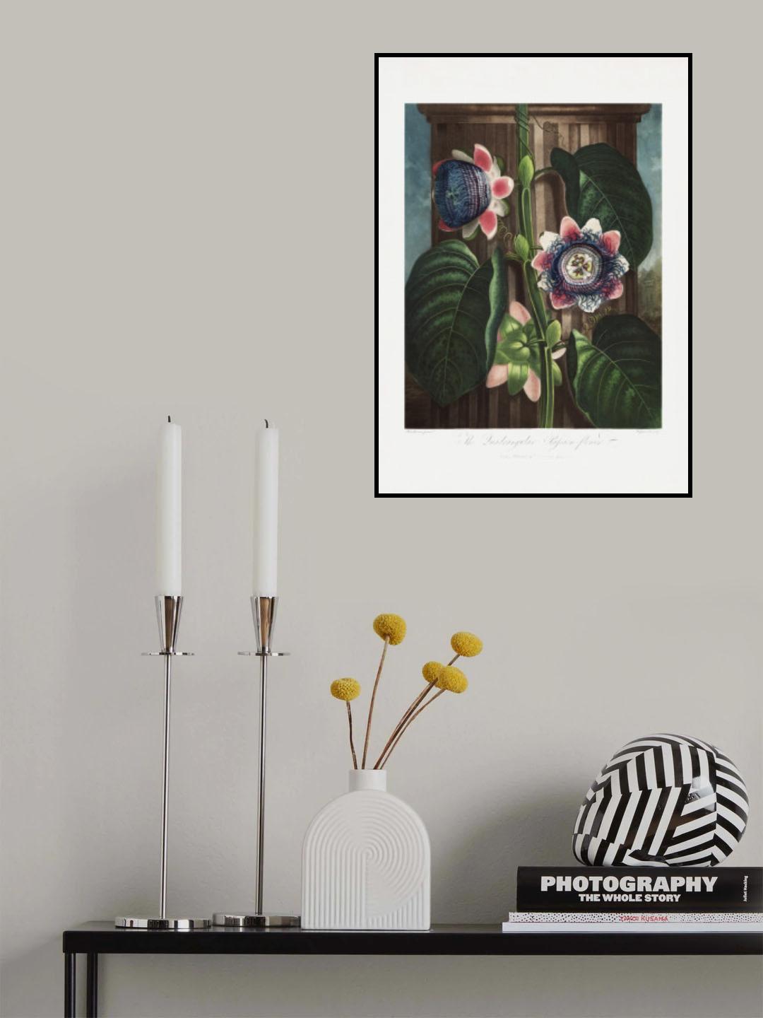 The Quadrangular Passion Flower from The Temple of Flora (1807) Poster och Canvastavla