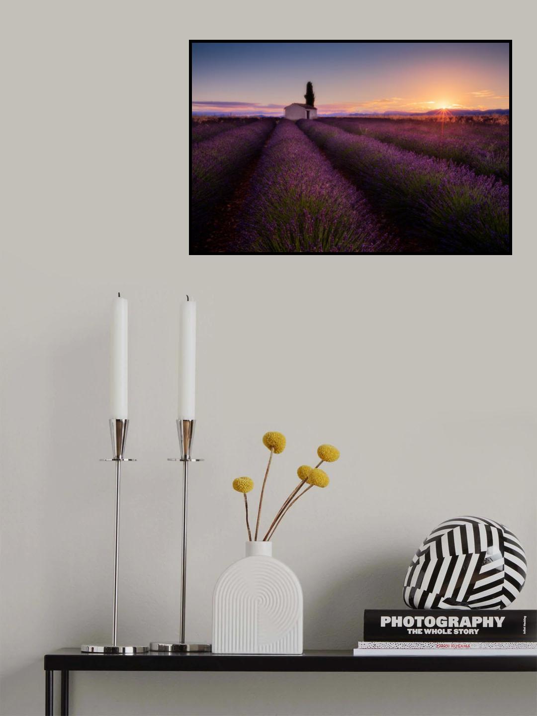 Provence Lavender Poster och Canvastavla