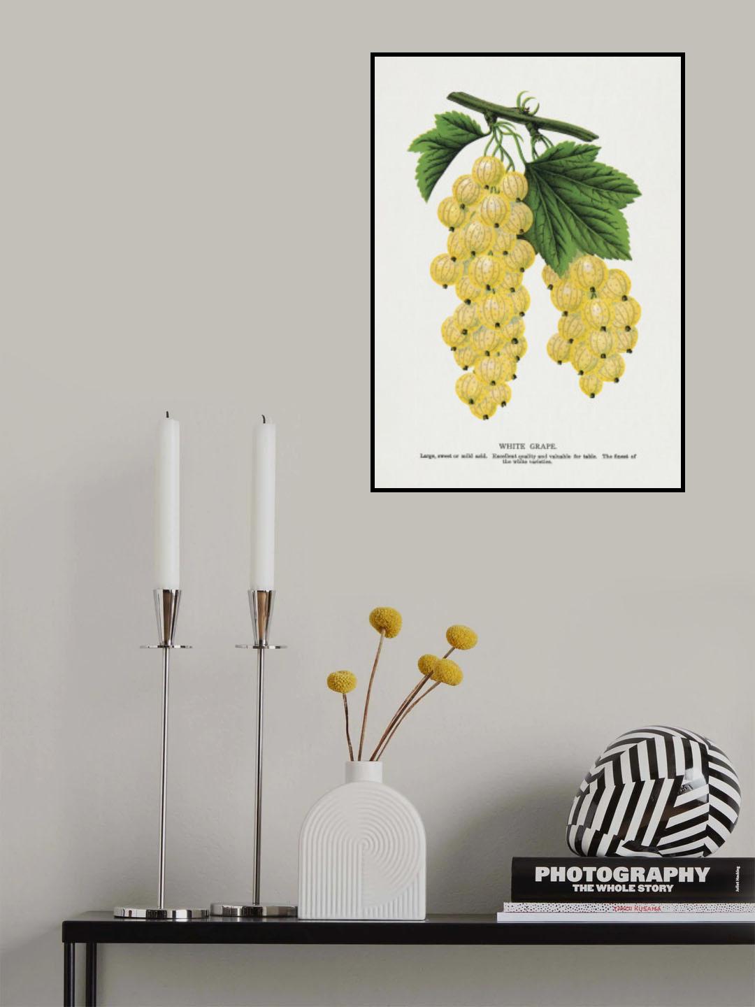 White Grape Lithograph Poster och Canvastavla