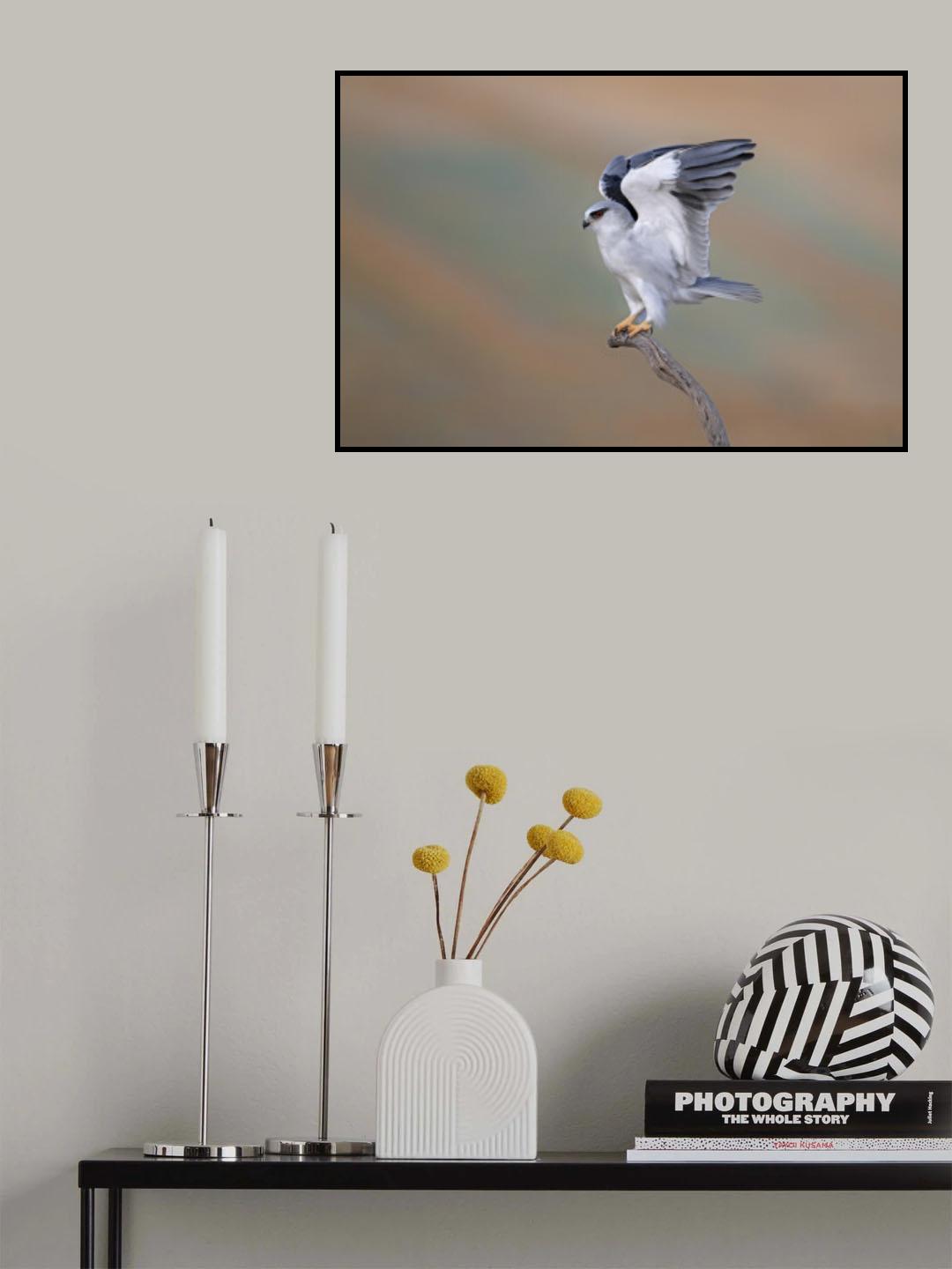 Black-winged Kite Poster och Canvastavla