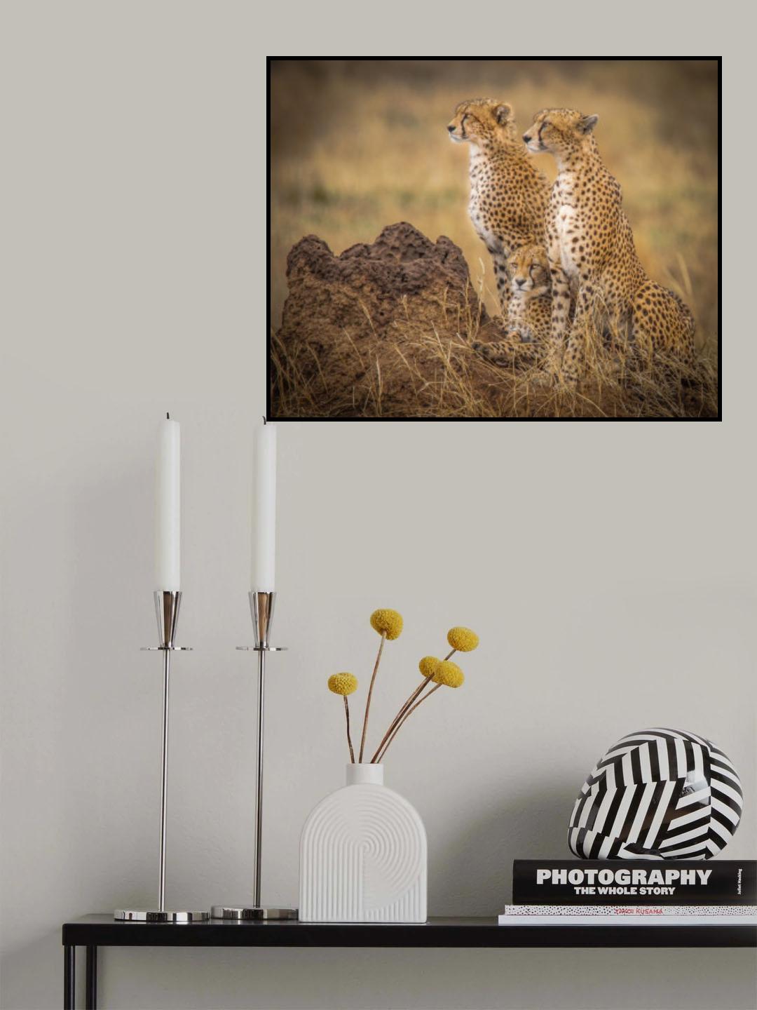 Serengeti Cheetahs Poster och Canvastavla