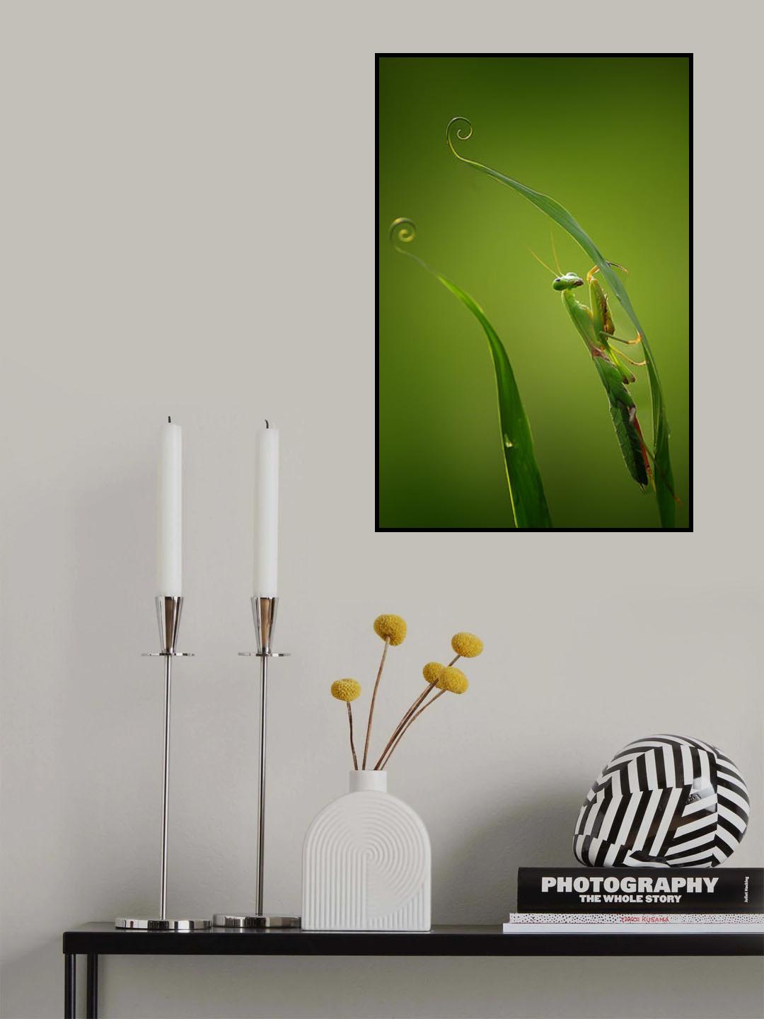 Mantis nongkrong Poster och Canvastavla