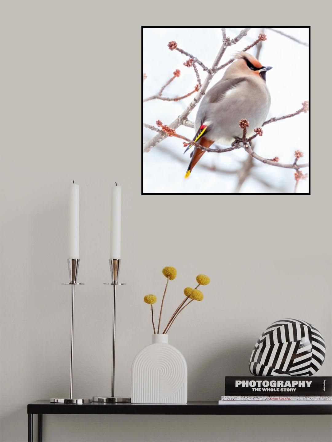 Can you say “who’s a pretty bird?” Poster och Canvastavla