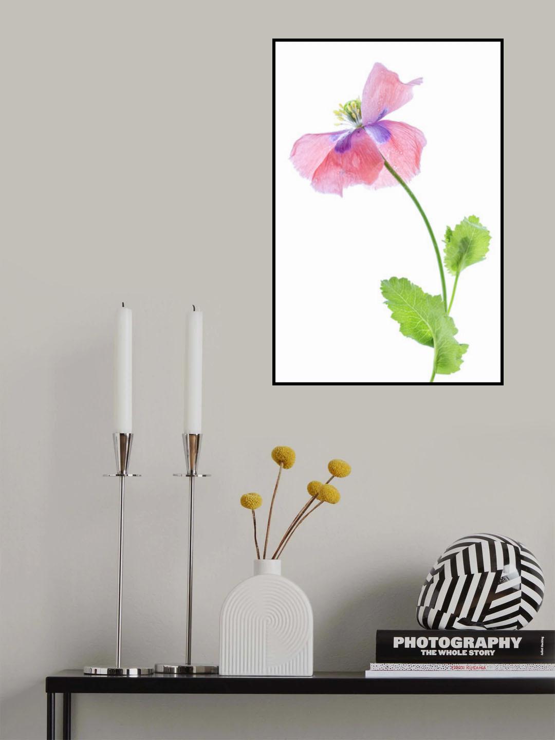 Poppy Poster och Canvastavla