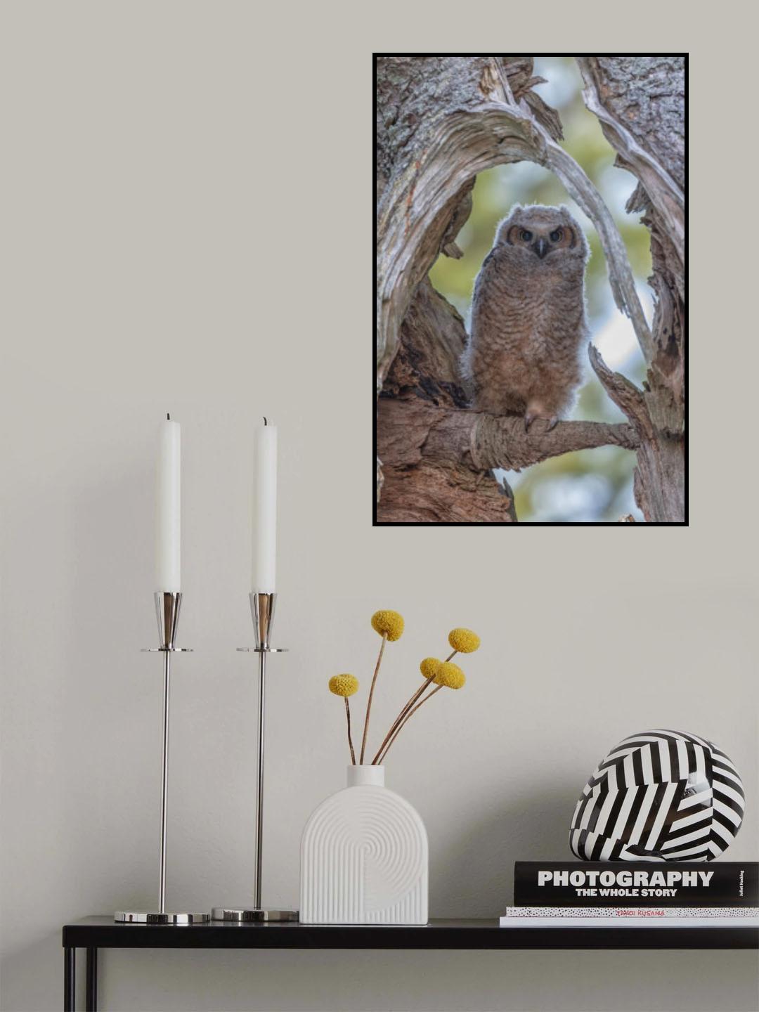 Great Horned Owl I Poster och Canvastavla