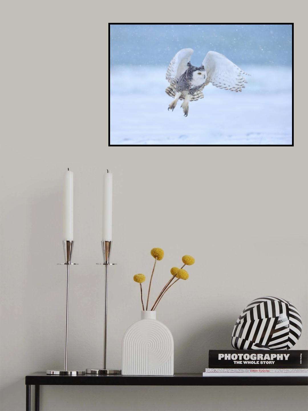 Snowy Owl Poster och Canvastavla