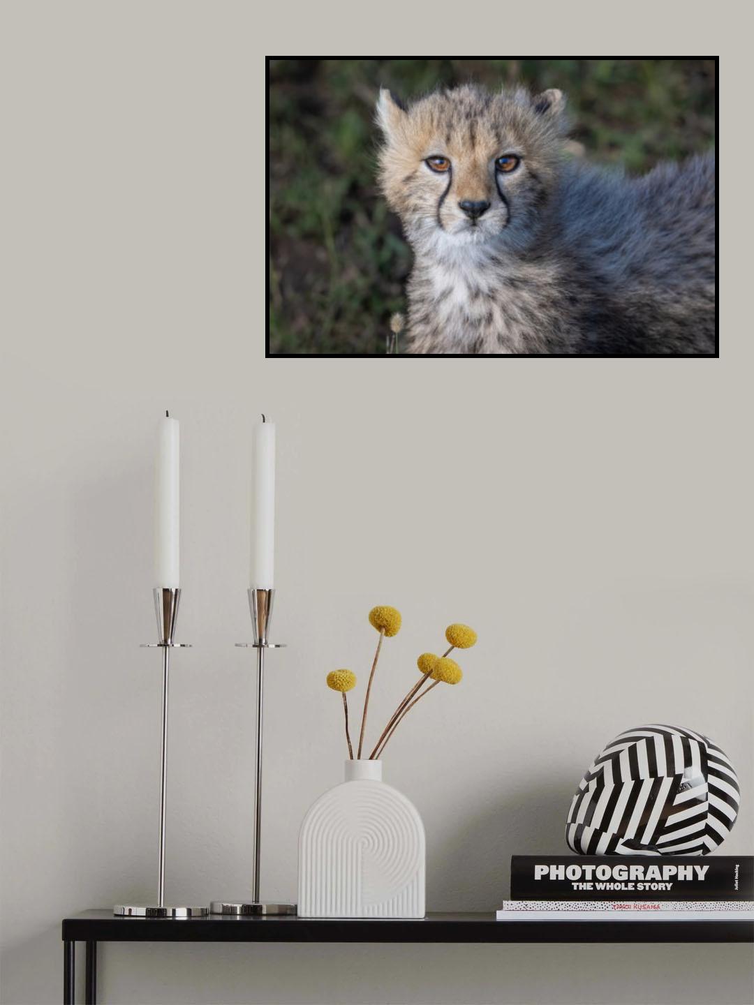 Cheetah beauty Poster och Canvastavla