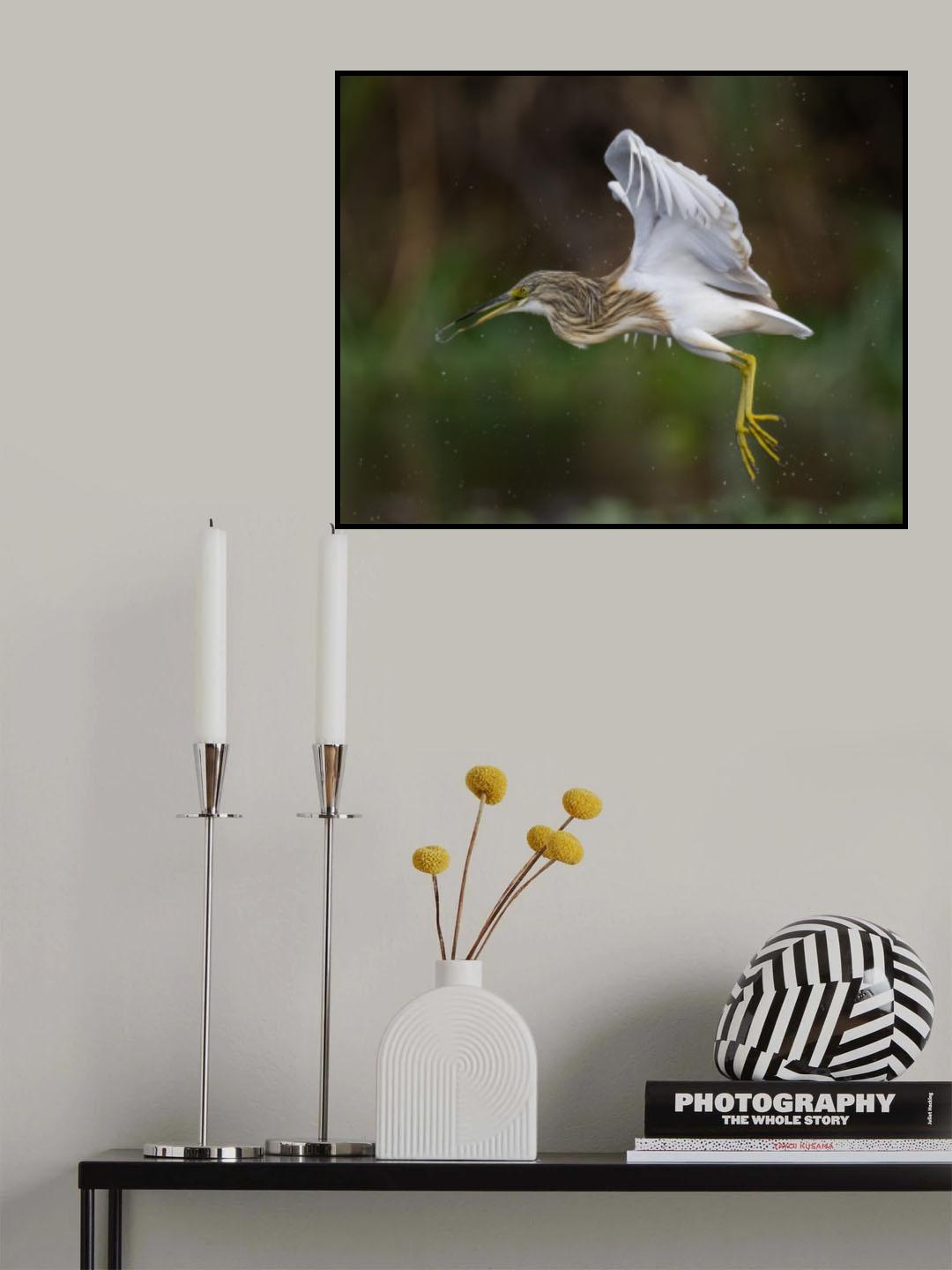 Squacco heron Poster och Canvastavla