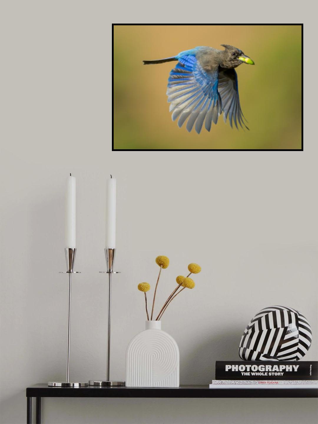 Steller's Jay Poster och Canvastavla
