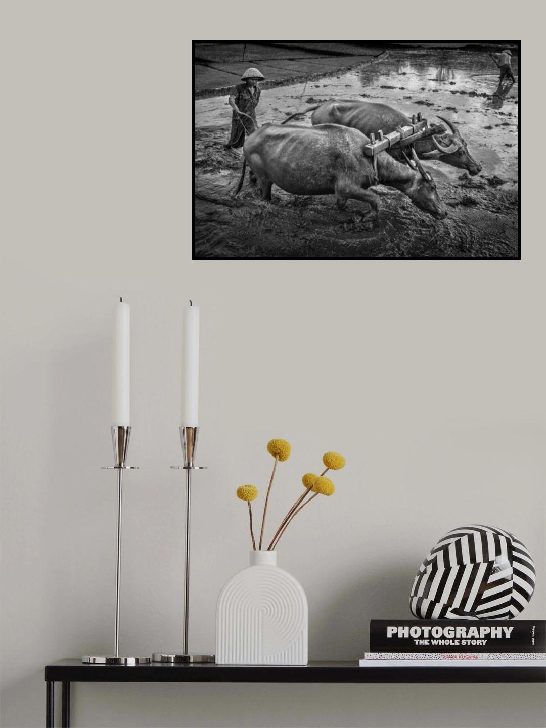 Plowing The Field Poster och Canvastavla