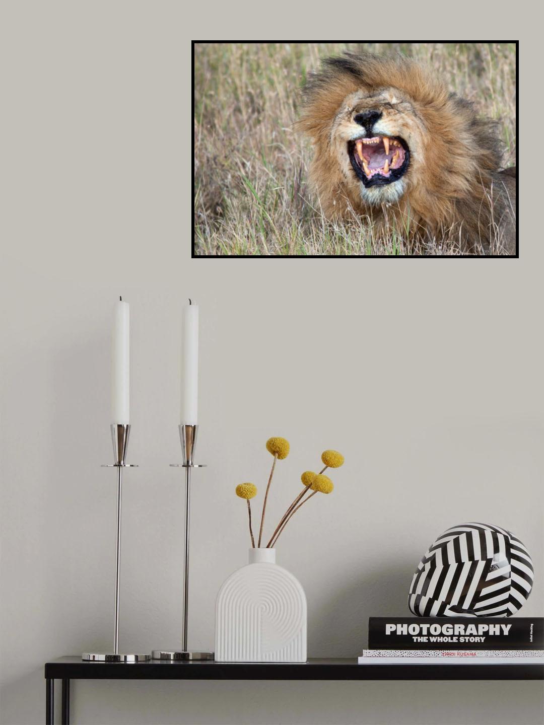 Roaring Lion Poster och Canvastavla