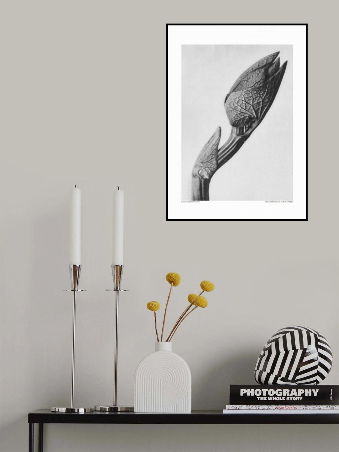 Aristolochia clematitis Poster och Canvastavla