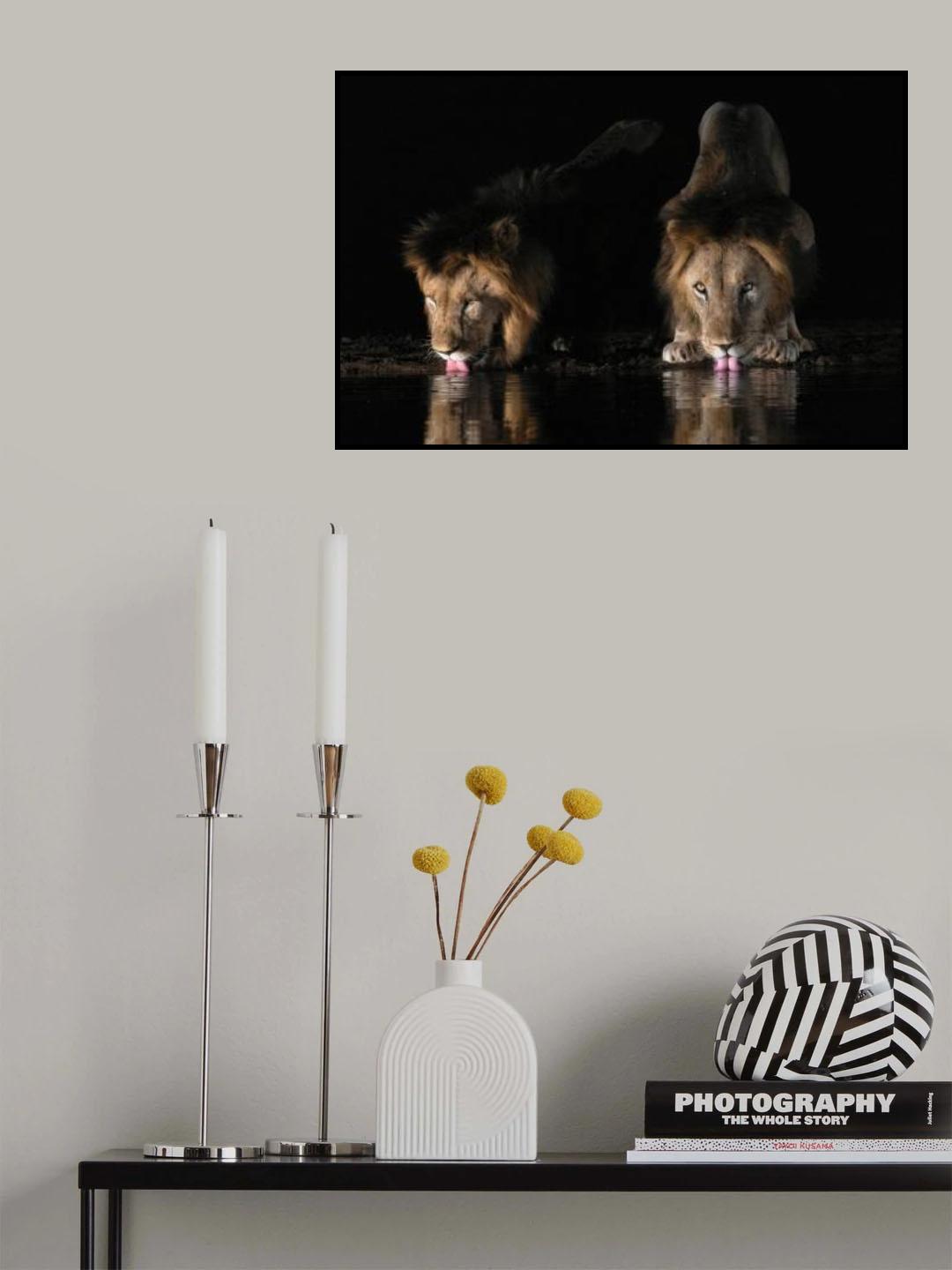 Lions drinking water Poster och Canvastavla