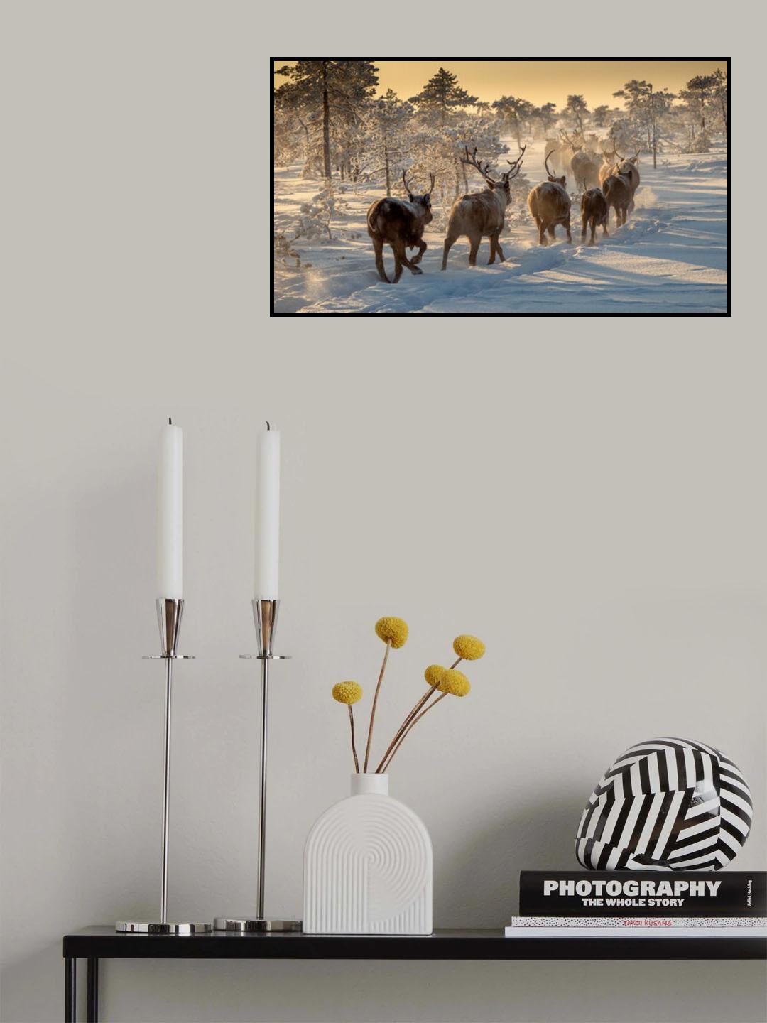 Reindeers hunting Poster och Canvastavla