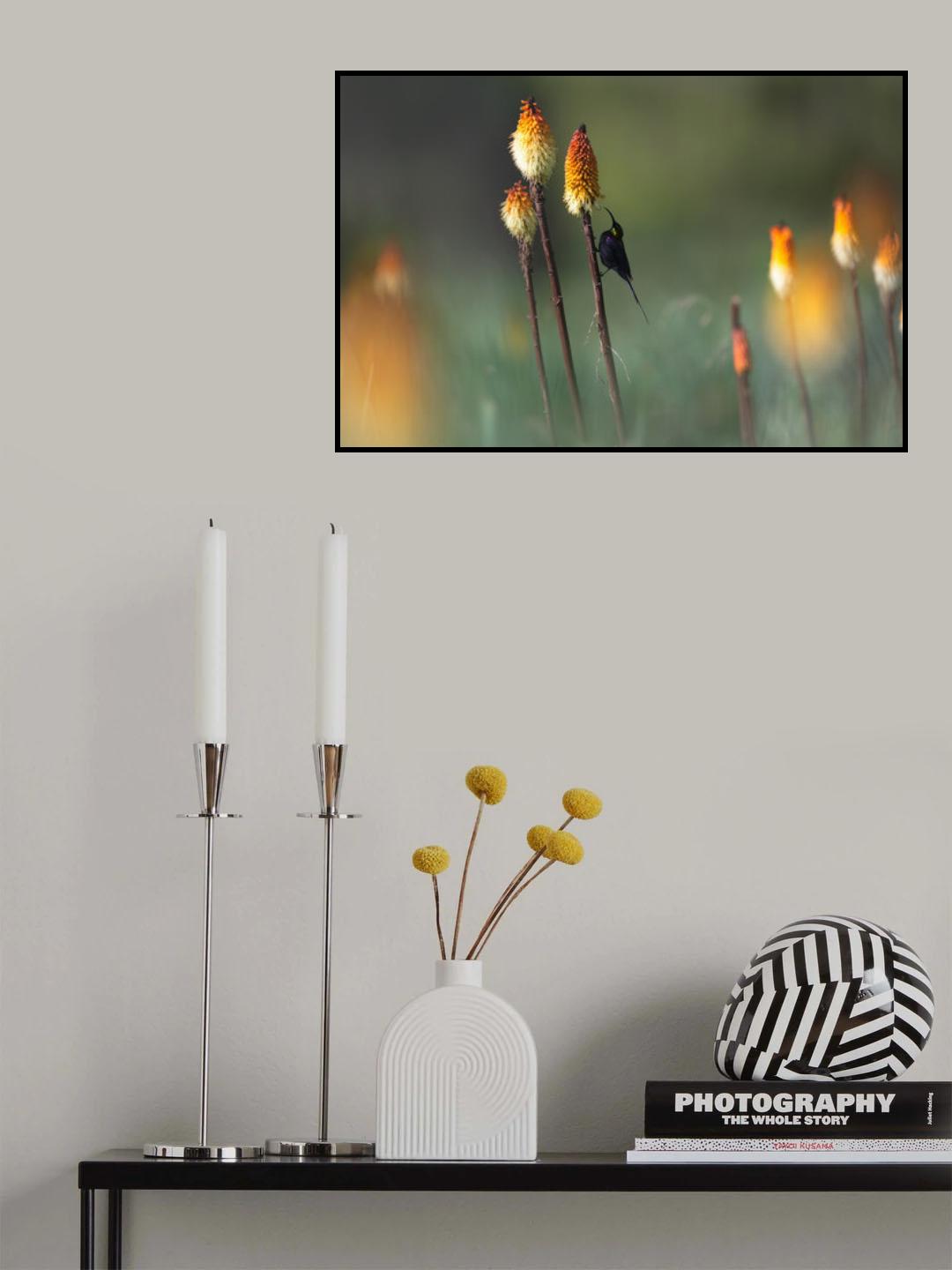 Tacazze Sunbird Poster och Canvastavla