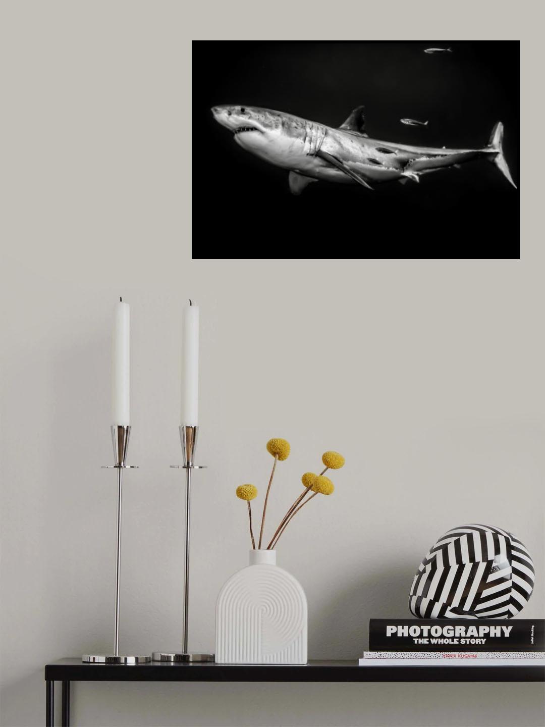 The great white shark Poster och Canvastavla