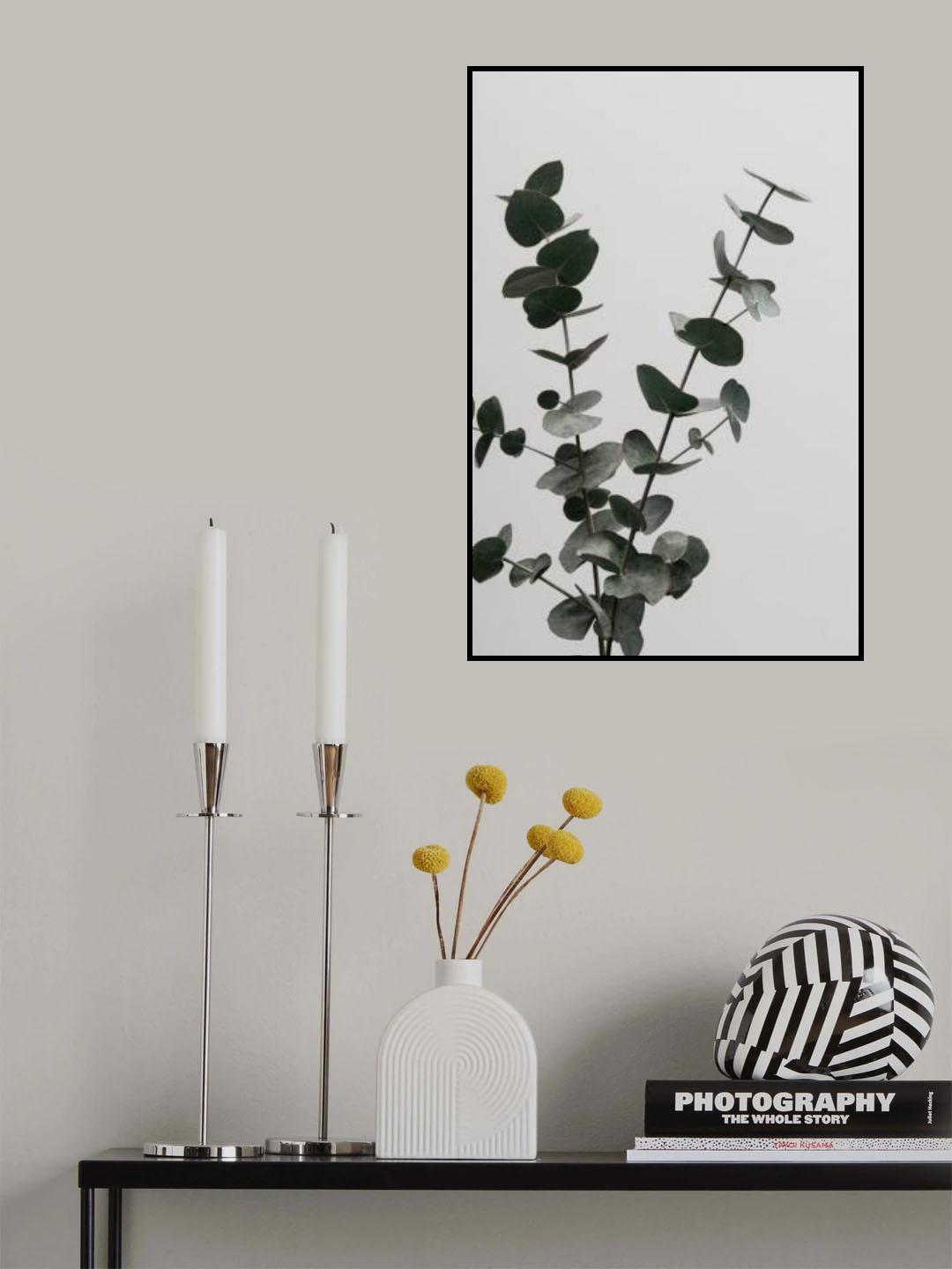 Eucalyptus Natural 04 Poster och Canvastavla