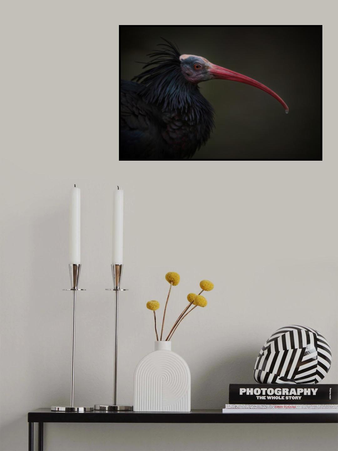 Northern Bald Ibis - Geronticus Eremita Poster och Canvastavla