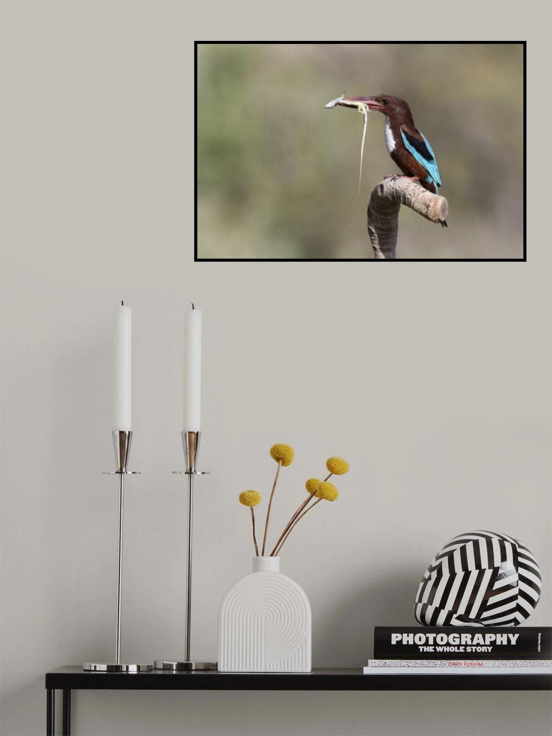 White-throated Kingfisher Poster och Canvastavla