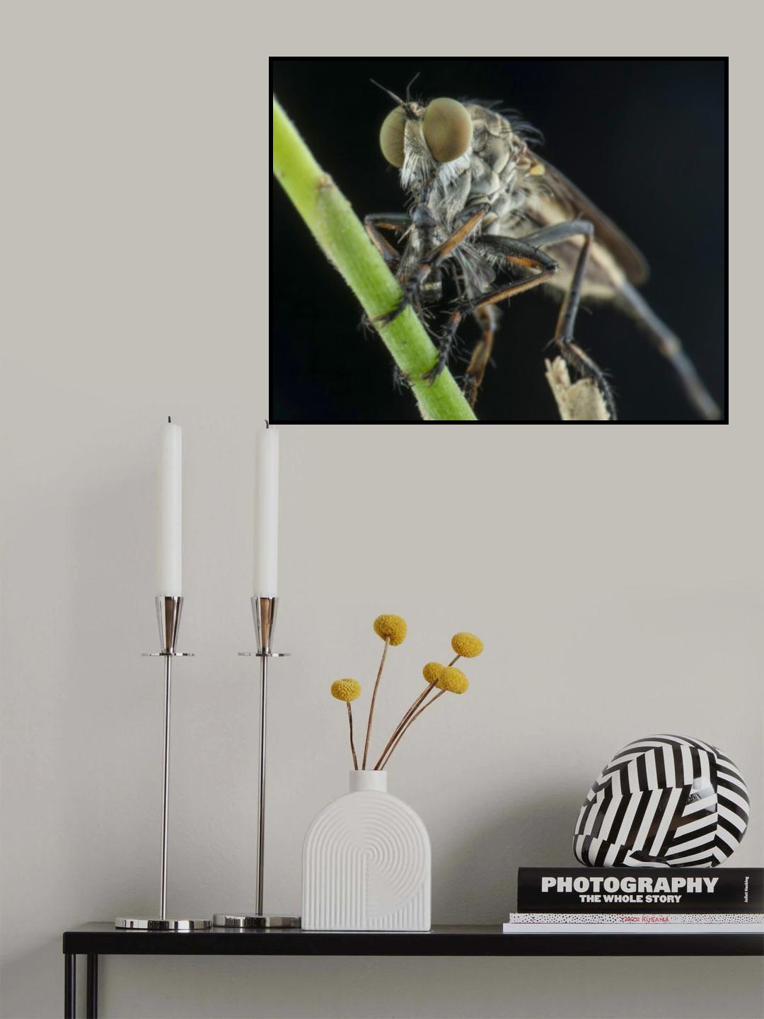robberfly and prey Poster och Canvastavla