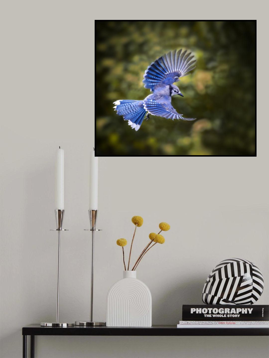 Blue Jay Poster och Canvastavla
