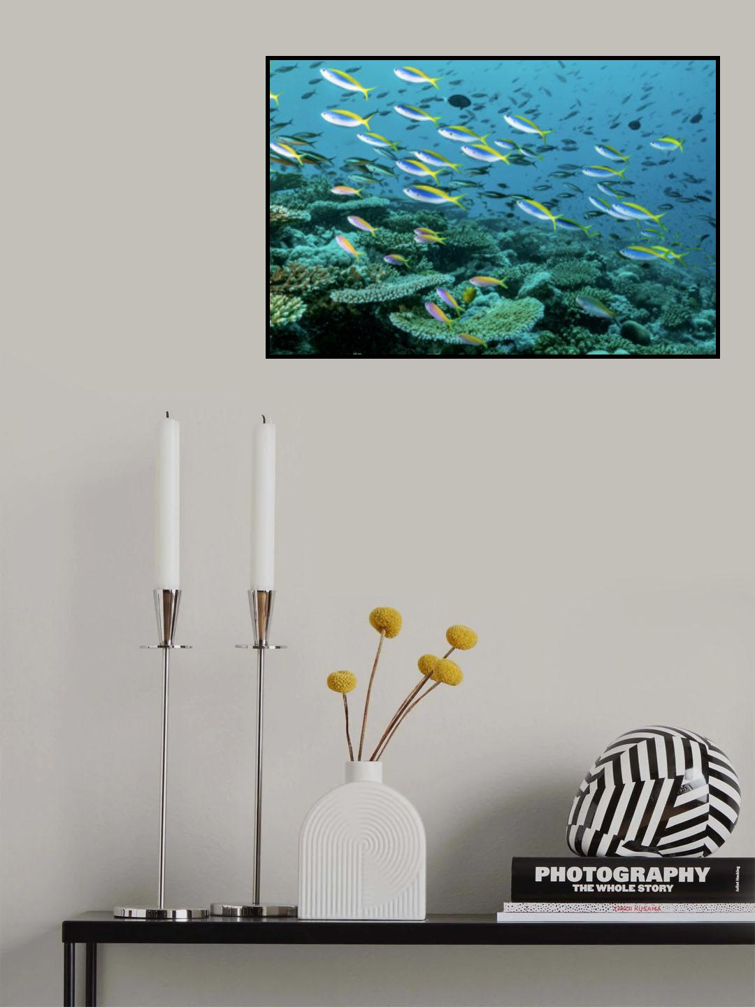 The rainbow reef Poster och Canvastavla