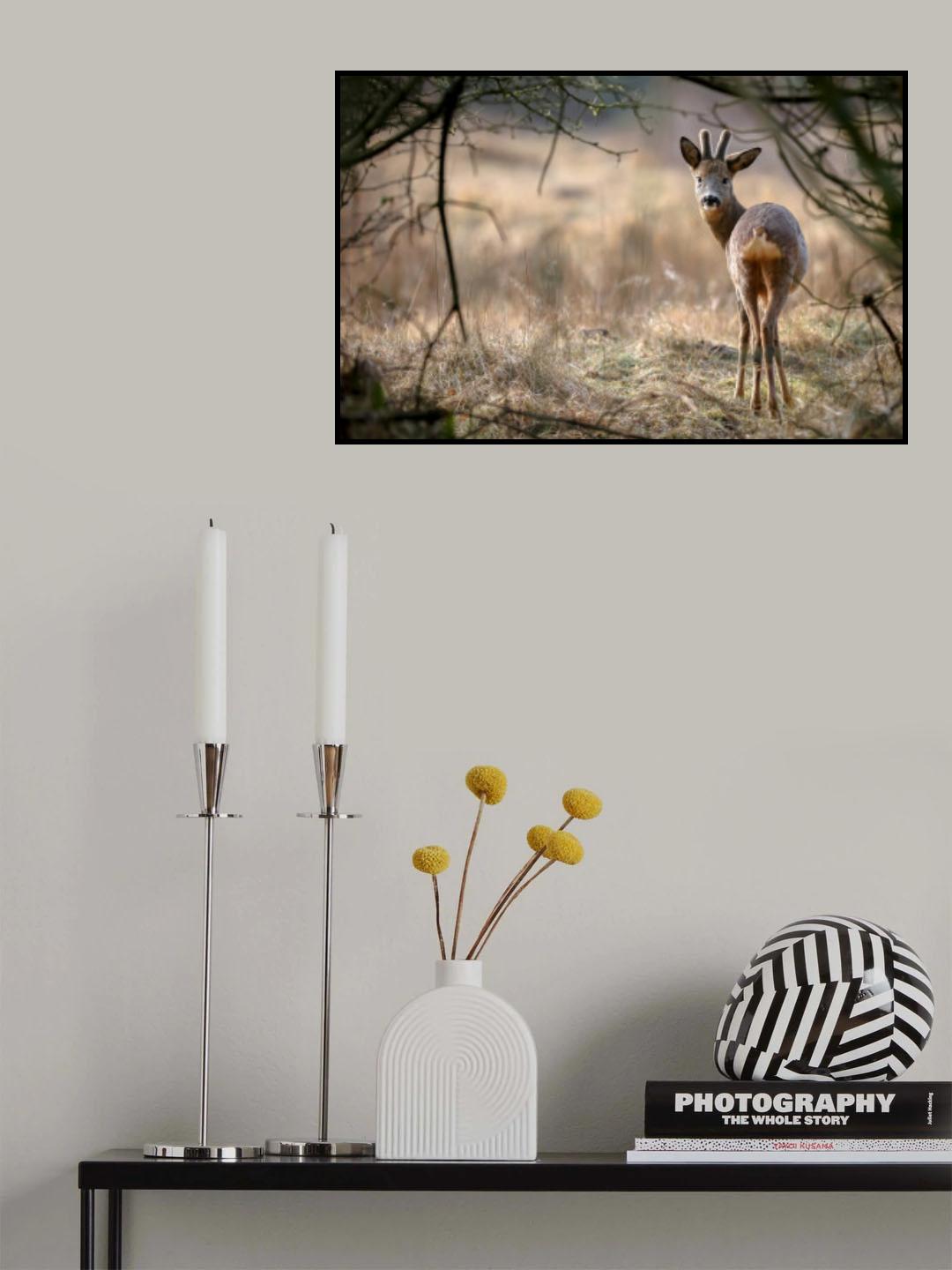 Roe deer Poster och Canvastavla