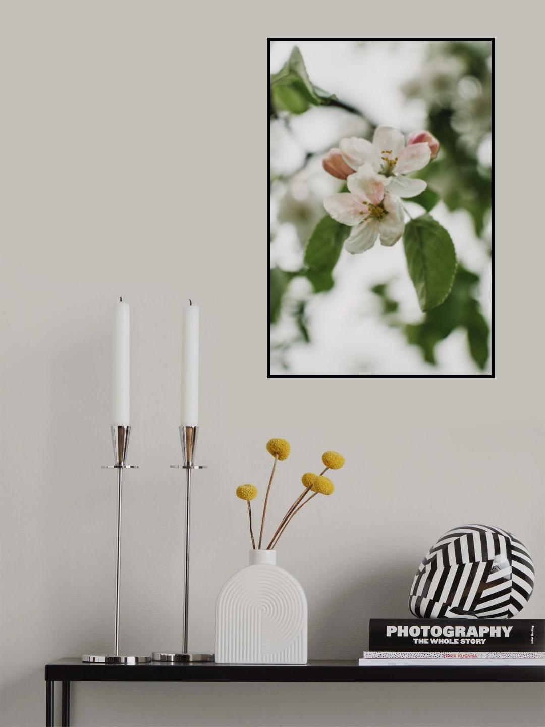 Spring Series - Apple Blossoms in the Rain 11/12 Poster och Canvastavla